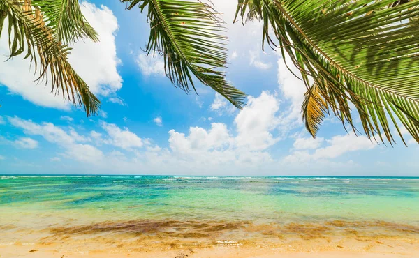 Palm bomen en turquoise zee in Bois Jolan strand in Guadeloupe — Stockfoto