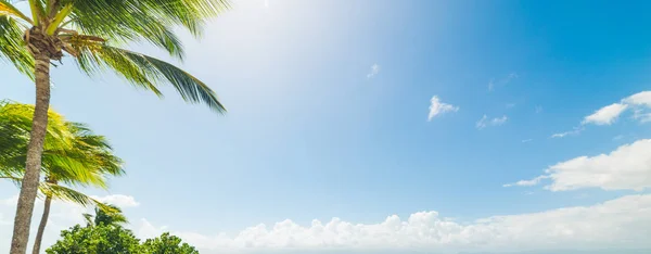 Palmen unter blauem Himmel in Guadeloupe — Stockfoto