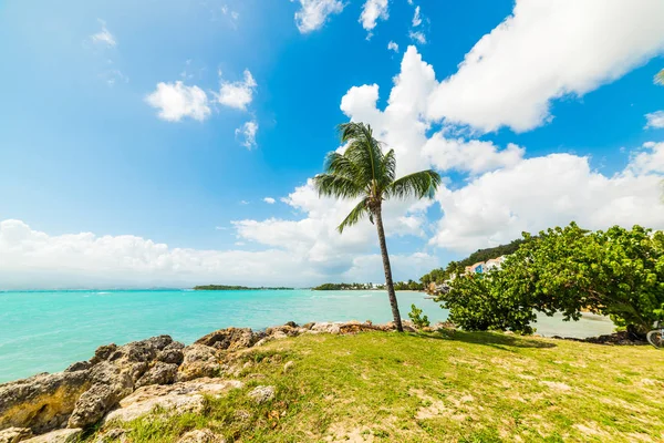 Guadeloupe Bas du Fort plajda Palmiye ağacı — Stok fotoğraf