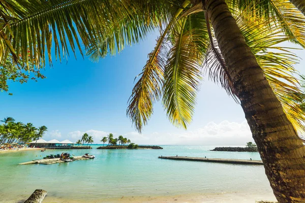 Närbild av ett palmträd i bas du Fort Beach i Guadeloupe — Stockfoto