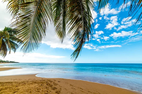 Palme in riva al mare a La Perle spiaggia in Guadalupa — Foto Stock