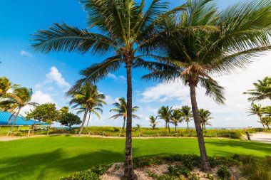 Açık bir günde Pompano Beach kıyısında palmiye ağaçları