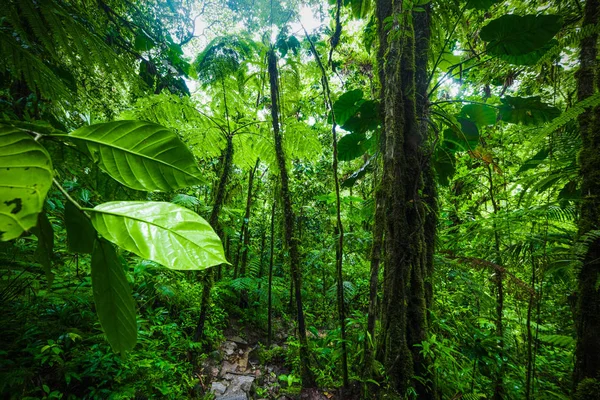 Guadeloupe orman bitki örtüsü ile küçük bir yol — Stok fotoğraf