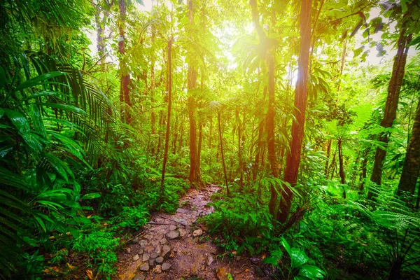 Dirt path in Guadeloupe jungle
