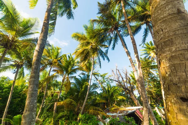 Palmiers sous un ciel dégagé en Guadeloupe — Photo