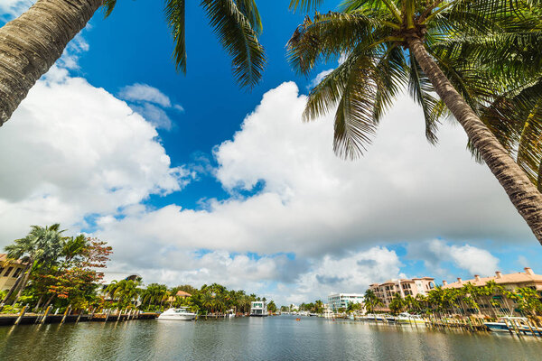 Palm trees by a canal in Fort Lauderdale