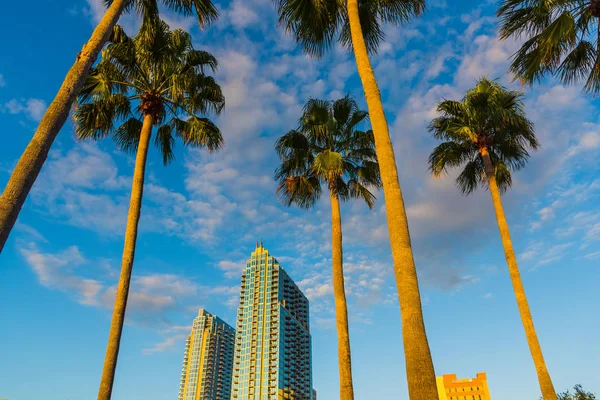 Palm trees and skyscrapers in downtown Tampa at sunset — Stock Photo, Image