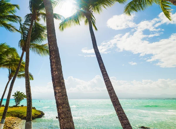 Tyrkysová voda a dlaně na pláži bas du Fort na Guadeloupe — Stock fotografie