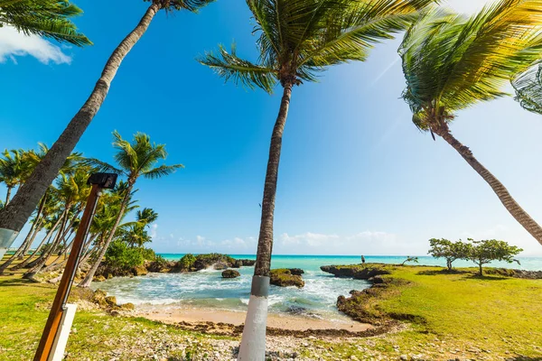 Bas du Fort plajında palmiye ağaçları ve mavi deniz — Stok fotoğraf