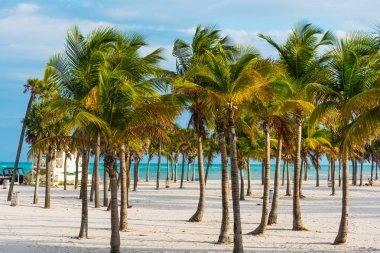 Key Biscayne Crandon parkta beyaz kum ve palmiye ağaçları