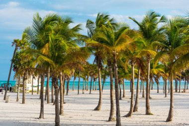 White sand and palm trees in Crandon park in Key Biscayne clipart