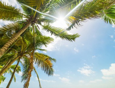 Guadeloupe palmiye ağaçları üzerinde parlayan güneş