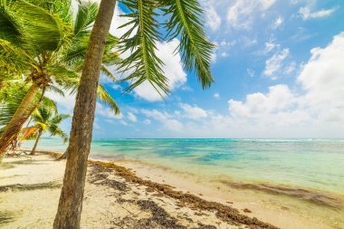 Guadeloupe Bois Jolan plaj,