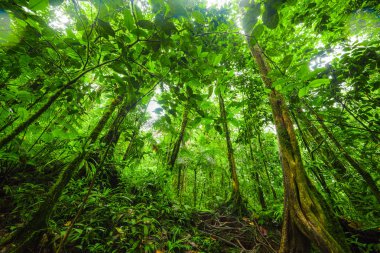 Basse Terre ormanında uzun ağaçlar