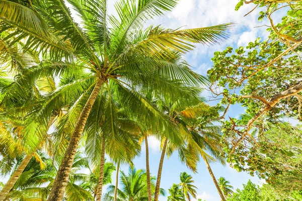 Palmiers à Bois Jolan plage en Guadeloupe — Photo
