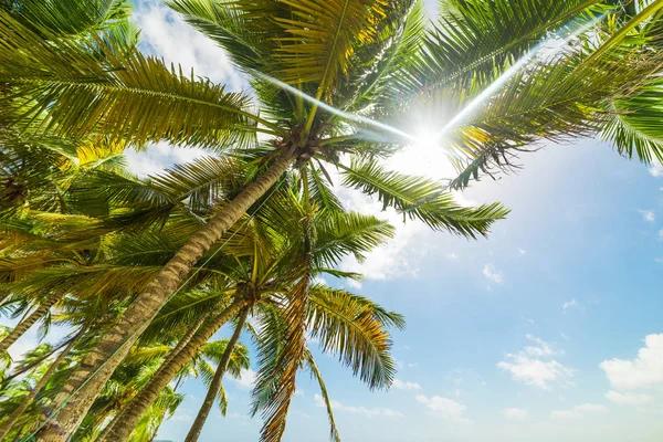 Sun shining over coconut palm trees in Guadeloupe — Stock Photo, Image