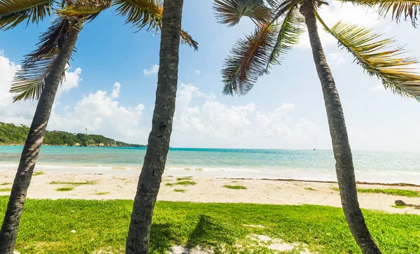 Dlaně na pláži Pointe de La solný na Guadeloupe pod zářným — Stock fotografie