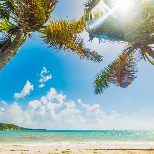 Pointe de la Saline strand in Guadeloupe — Stockfoto