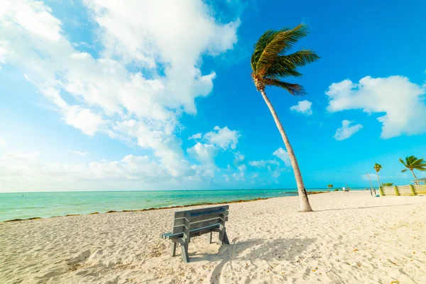 Träbänk och palmträd vid havet i Florida Keys. — Stockfoto