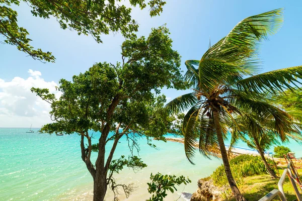 Palmové stromy u rajské pláže na Guadeloupe — Stock fotografie