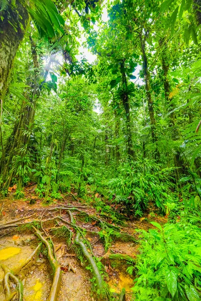 Bujna roślinność w Basse Terre dżungli w Gwadelupa — Zdjęcie stockowe