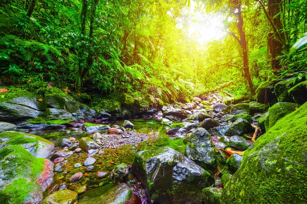Small stream in Basse Terre jungle at sunset — Stock Photo, Image
