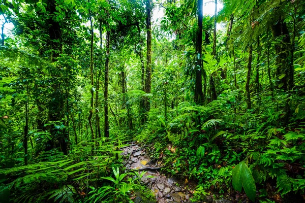 Camino en Basse Terre selva tropical —  Fotos de Stock