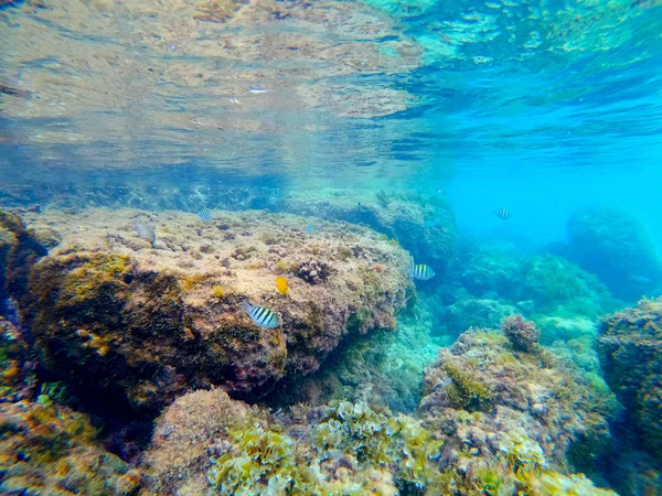 Onderwater zicht op Guadeloupe Shore — Stockfoto