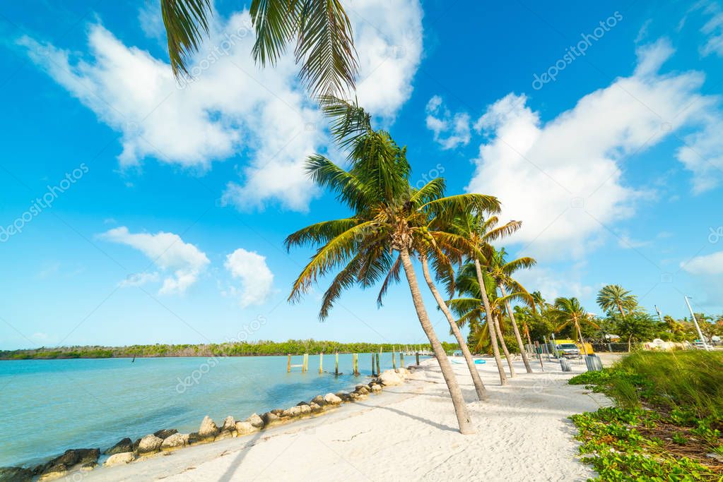 Palm trees and white sand in Florida Keys