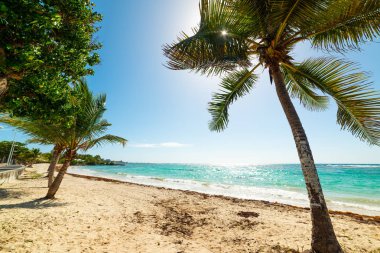 Guadeloupe parlayan bir güneş altında Kuru Üzüm Clairs plaj