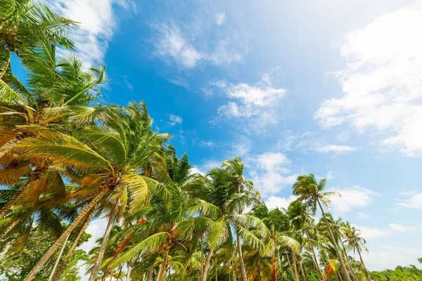 Palmové stromy a modrá obloha na Guadeloupe — Stock fotografie