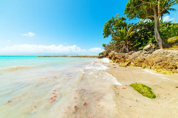 Acqua limpida nella spiaggia di La Datcha in Guadalupa — Foto Stock