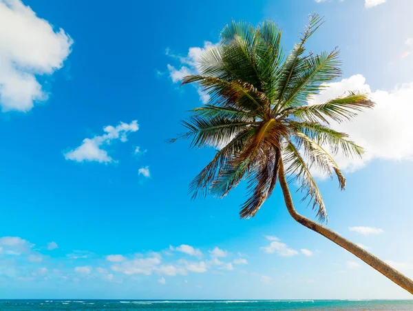 Palme über dem blauen Meer in autre bord beach — Stockfoto
