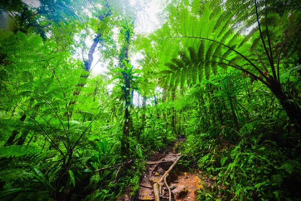 Grüne Pflanzen und Feldweg im Dschungel von Basse Terre in Guadeloupe — Stockfoto