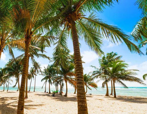 Kilka Palm w Bois Jolan plaży w Gwadelupa — Zdjęcie stockowe