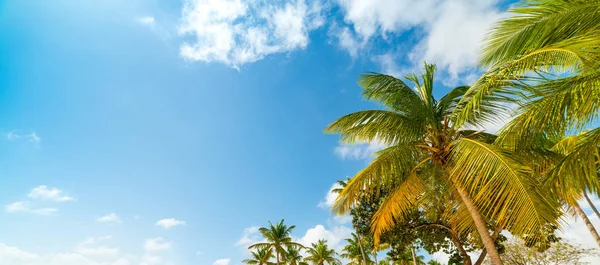 Colorful coconut palm trees under a blue sky in Guadeloupe — Stock Photo, Image