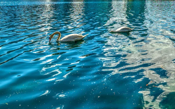 Güneşli bir günde Lake Eola parkta iki beyaz kuğu yakın — Stok fotoğraf