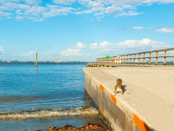 Squirrel by the shore in Vinoy Park — Stock Photo, Image