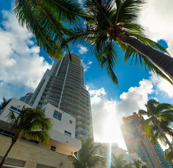 Palmeras y rascacielos en Miami Beach — Foto de Stock