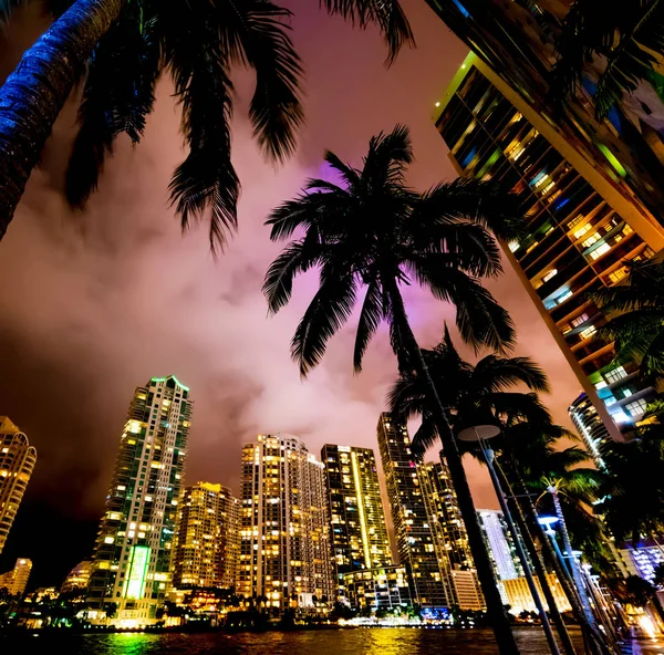 Miami Riverwalk palmiye ağaçları ve gökdelenler — Stok fotoğraf