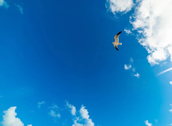 Möwe fliegt in den blauen Himmel von unten gesehen — Stockfoto