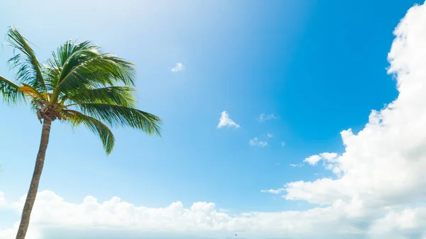 Palm tree under a shining sun in Guadeloupe — Stock Photo, Image