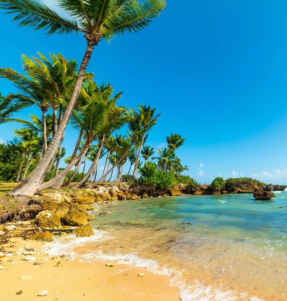 Sand and palm trees in bas du Fort shore — Stock Photo, Image