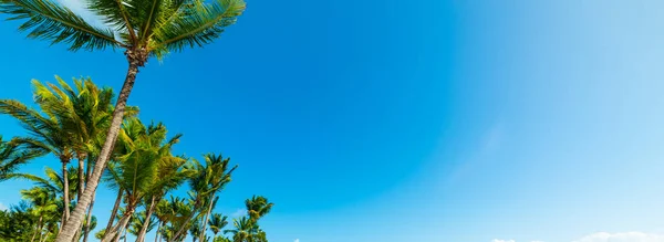 Coconut palm trees under a blue sky in Guadeloupe — Stock Photo, Image