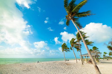Florida K Sombrero Beach Hindistan cevizi palmiye ağaçları ve beyaz kum