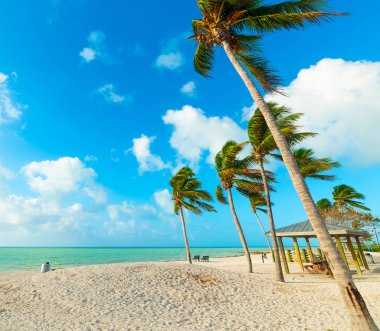 Florida Keys Sombrero Beach palmiye ağaçları ve beyaz kum