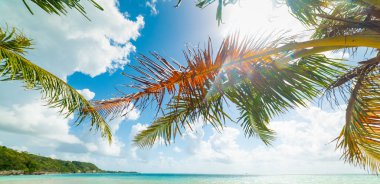 Guadeloupe Pointe de la Saline plajpalmiye ağaçları