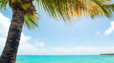 Guadeloupe Sainte Anne sahil palmiye ağacı