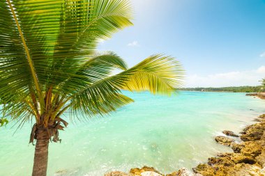 Guadeloupe deniz tarafından palmiye ağacı