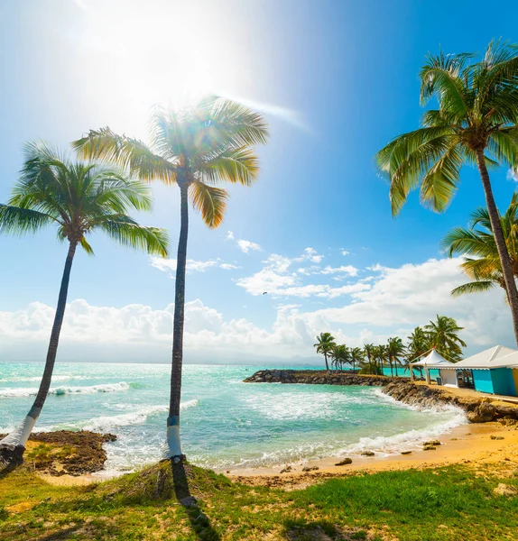 Guadeloupe Bas du Fort plajda Palmiye ağaçları — Stok fotoğraf